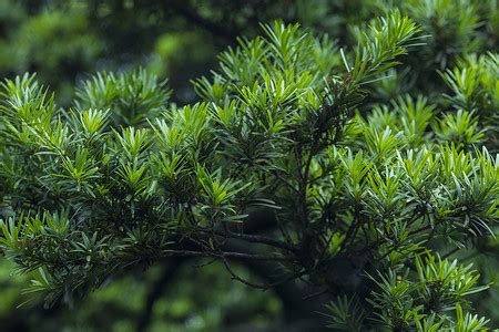 松树|松柏（松柏纲松柏目植物）